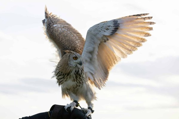 Wie kann man Vintage-Mode stilvoll für formelle Anlässe adaptieren?